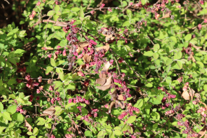 SYMPHORICARPOS ALBUS  VAR. LAEVIGATUS×MICROPHYLLUS×ORBICULATUS – CRVENI BISERAK