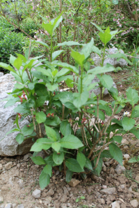 LONICERA GLUTINOSA VIS. – LJEPLJIVA KOZJA KRV