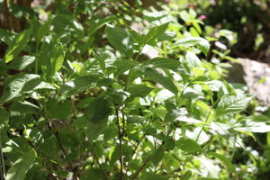 LONICERA ALPIGENA L. – PLANINSKA KOZJA KRV