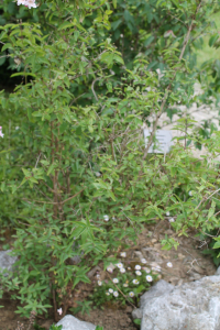 LONICERA NIGRA L. – CRNA KOZJA KRV