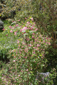 LONICERA XYLOSTEUM L. – CRVENA KOZJA KRV