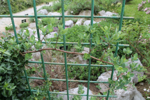 LONICERA ETRUSCA SANTI – ETRUŠČANSKA KOZJA KRV