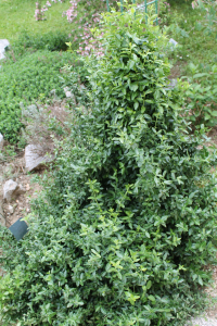 LONICERA JAPONICA THUNB. – JAPANSKA KOZJA KRV