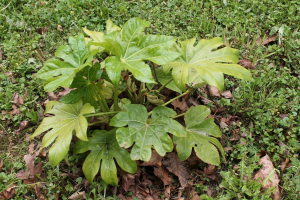 FATSIA JAPONICA (THUNB.) DECNE. ET PLANCH. – JAPANSKI BRESTANJ