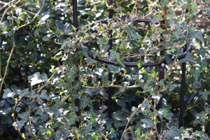 HEDERA HELIX  L. – BRŠLJAN