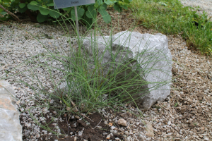 SESELI TOMENTOSUM  VIS. – PUSTENASTO DEVESILJE