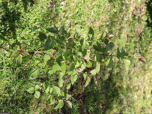 SYRINGA VULGARIS L. - OBIČNI JORGOVAN