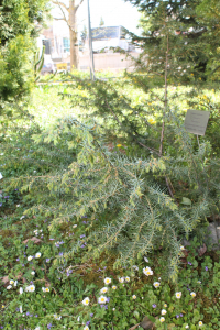JUNIPERUS COMMUNIS L. – OBIČNA BOROVICA