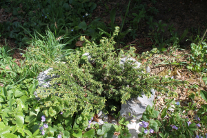 JUNIPERUS COMMUNIS  L. VAR. SAXATILIS  PALL.– KLEČICA
