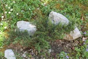 JUNIPERUS SABINA L. 'TAMARISCIFOLIA' – KULTIVAR PLANINSKE SOMINE 'TAMARISCIFOLIA'
