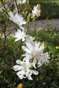 MAGNOLIA STELLATA (SIEBOLD ET ZUCC.) MAXIM. – ZVJEZDASTA MAGNOLIJA