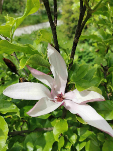 MAGNOLIA LILIIFLORA DESR. – LJILJANOCVJETNA MAGNOLIJA
