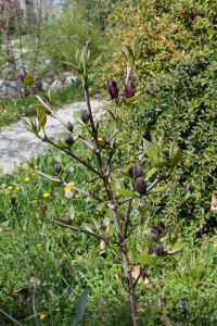 CALYCANTHUS FLORIDUS L. – KALIKANT