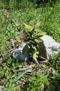 LAURUS NOBILIS L. – LOVOR