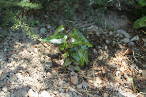 SMILAX ASPERA L. – CRVENA TETIVKA