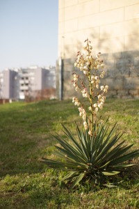 YUCCA GLORIOSA L. – JUKA VELIČANSTVENA