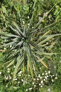 YUCCA FILAMENTOSA L. – KONČASTA JUKA