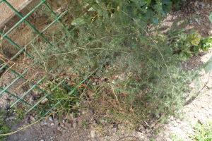 ASPARAGUS ACUTIFOLIUS  L. – ŠPAROŽINA