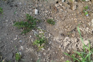 RUSCUS  ACULEATUS  L. – BODLJIKAVA VEPRINA