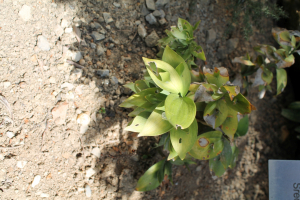 RUSCUS  HYPOGLOSSUM L. – MEKANA VEPRINA