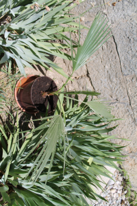 WASHINGTONIA  FILIFERA (LINDEN EX ANDRÉ) H. WENDL. EX DE BARY– KONČASTA STOGOVAČA