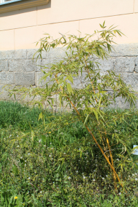 PHYLLOSTACHYS AUREOSULCATA McCLURE – ZLATNI BAMBUS