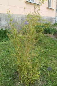 PHYLLOSTACHYS BISSETII  McCLURE – ZELENI BAMBUS