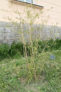 PHYLLOSTACHYS VIVAX  McCLURE – BUJNI BAMBUS