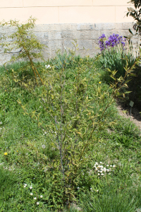 PHYLLOSTACHYS NIGRA (LODD. EX LINDL.) MUNRO – CRNI BAMBUS