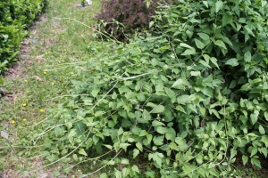 CLEMATIS VITALBA L. – OBIČNA PAVITINA