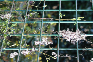 CLEMATIS FLAMMULA L. – PLAMENITA PAVITINA