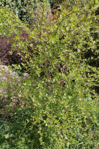 BERBERIS VULGARIS  L. – OBIČNA ŽUTIKA