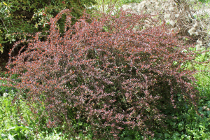 BERBERIS THUNBERGII  DC. 'ATROPURPUREA' – KULTIVAR THUNBERGOVE ŽUTIKE 'ATROPURPUREA'