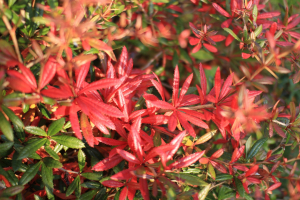 BERBERIS JULIANAE  C. K. SCHNEID. – JULIJANINA ŽUTIKA