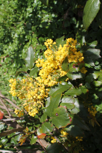 MAHONIA AQUIFOLIUM  (PURSH) NUTT. – OBIČNA MAHONIJA