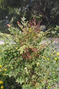 NANDINA DOMESTICA THUNB. – NANDINA