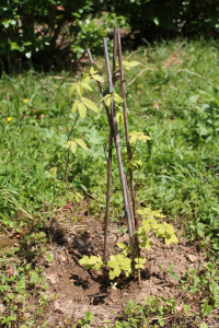 AKEBIA QUINATA (HOUTT.) DECNE. – PETEROLISKAVA AKEBIJA