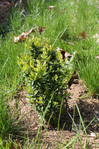 BUXUS SEMPERVIRENS  L. – OBIČNI ŠIMŠIR