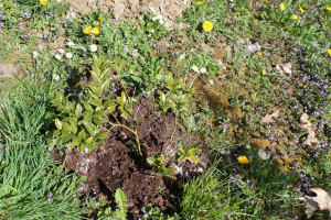 SARCOCOCCA CONFUSA SEALY – SARKOKOKA