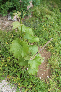VITIS VINIFERA L. 'CABARNET CORTIS' – KULTIVAR VINOVE LOZE 'CABARNET CORTIS'