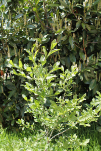 EUONYMUS EUROPAEUS  L. – OBIČNA KURIKA