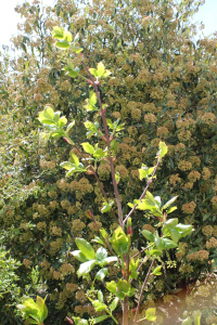 EUONYMUS LATIFOLIUS (L.) MILL. – ŠIROKOLISNA KURIKA