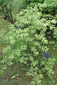 EUONYMUS  VERRUCOSUS  SCOP. – BRADAVIČASTA KURIKA