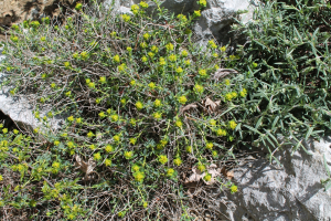 EUPHORBIA SPINOSA L. – TRNOVITA MLJEČIKA