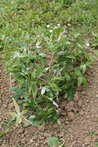 PASSIFLORA CAERULEA  L. – KRISTOVA MUKA