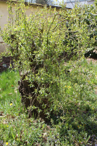 SALIX BABYLONICA  L. VAR. MATSUDANA (KOIDZ.) H. OHASHI ET YONEK.'TORTUOSA' – KINESKA ŽALOSNA VRBA