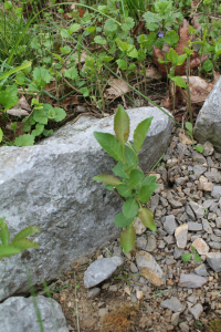 SALIX APPENDICULATA  VILL. – VELELISNA VRBA