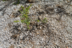 GENISTA JANUENSIS VIV. – TROBRIDNA ŽUTILOVKA