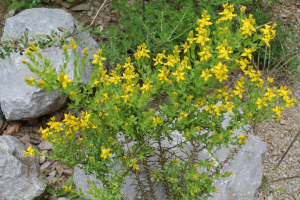 GENISTA GERMANICA L. – TRNASTA ŽUTILOVKA