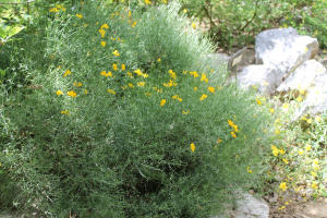 GENISTA RADIATA (L.) SCOP. – ZRAKASTA ŽUTILOVKA